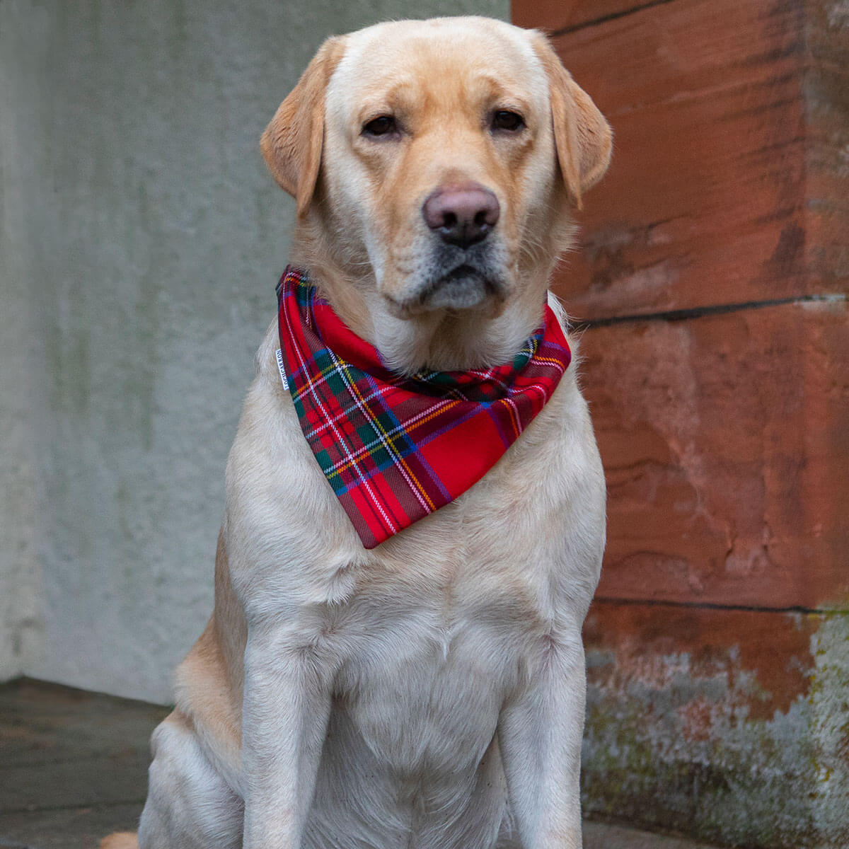 Made to Order Reiver Lightweight Dog Bandana Gallery Image 3