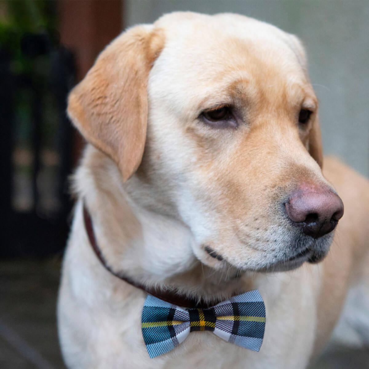 Made to Order Reiver Light Weight Tartan Dog Bow Tie Gallery Image 4