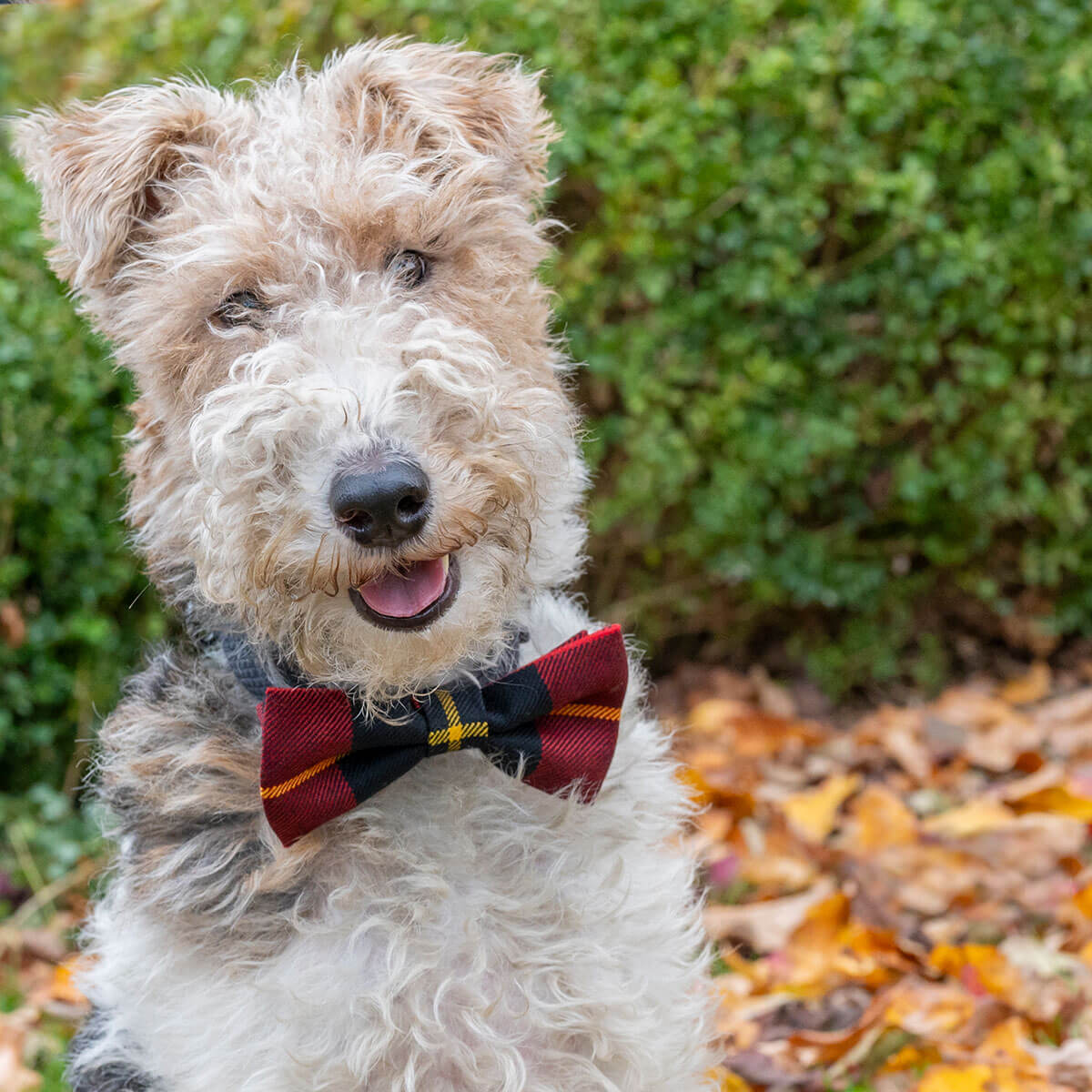 Made to Order Reiver Light Weight Tartan Dog Bow Tie Gallery Image 3