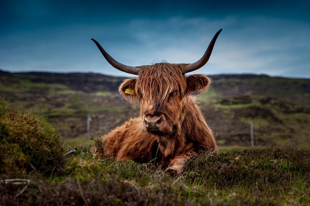 Scottish highland cow