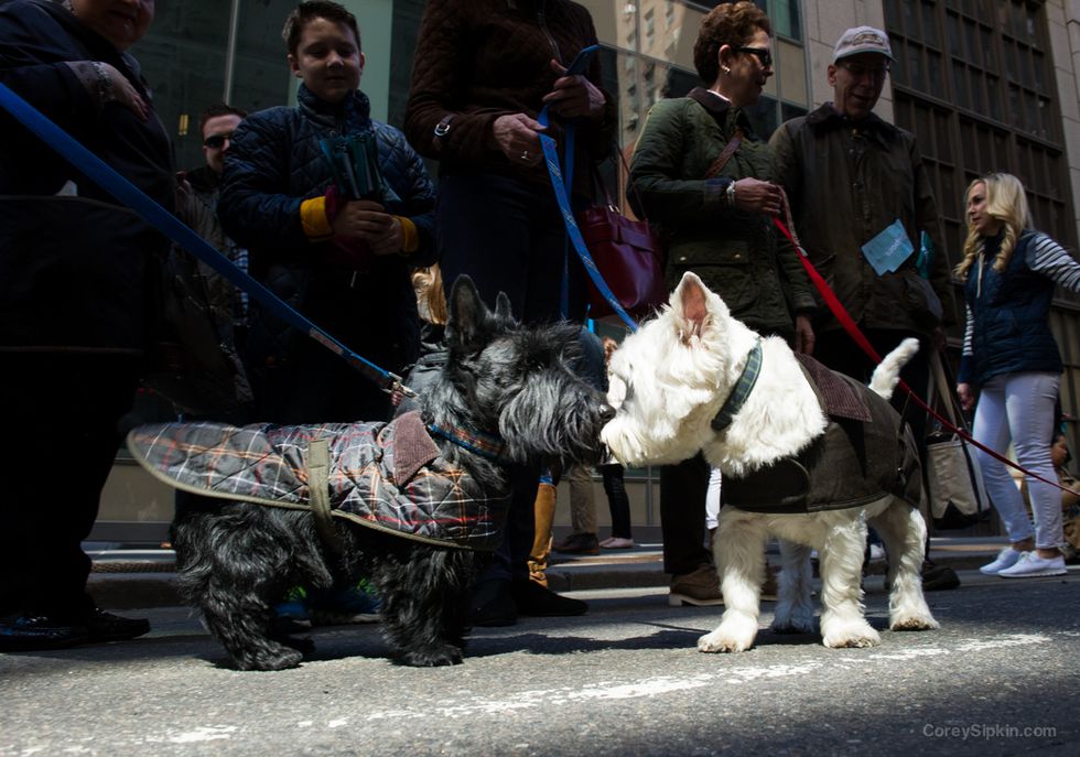 2017 Tartan Dog Pack on National Tartan Day