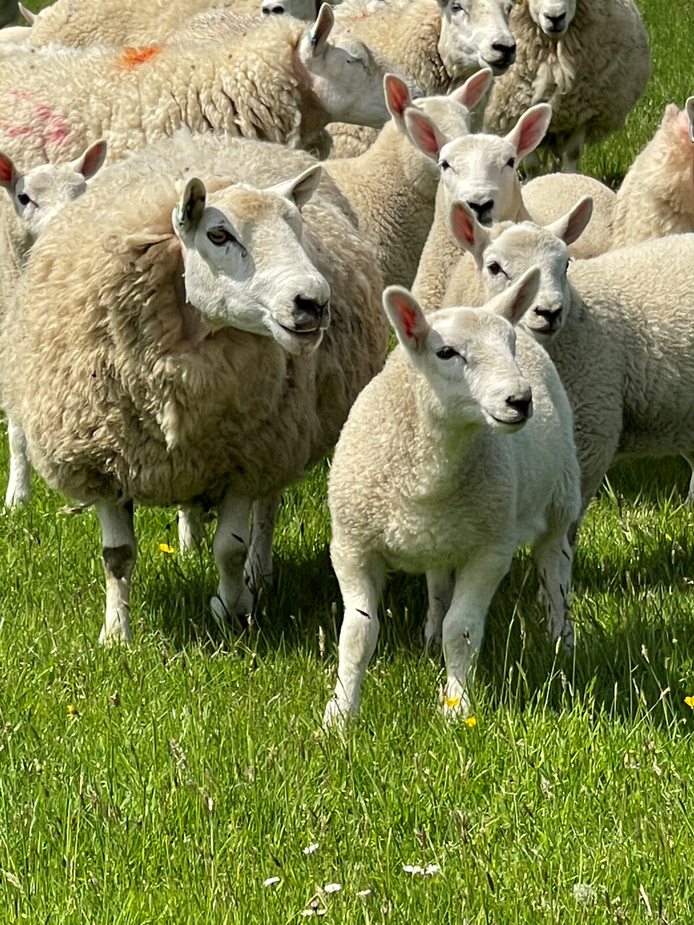 Sheep in the fields of the Scottish Borders Sheep in the fields of the Scottish Borders